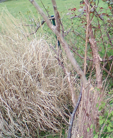 Chinaschilf vorm Gartenzaun - trockene Halme und Blätter vom Vorjahr