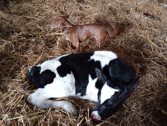 Na zdjęciu czarno-biały byq w pozycji horyzontalnej oraz stojąca brązowa suczka. Całość odbywa się na słomie jeszcze koloru żółtego.