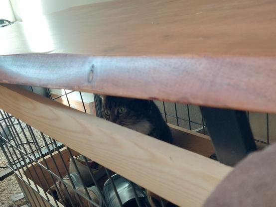 from within a gap in a wooden board loosely hovering over an open-topped cage, a cat can be seen staring intently and intensely at some object of its focus offscreen