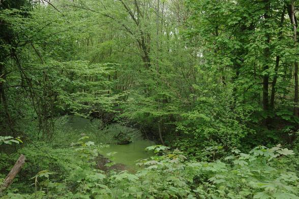 And now for something completely different; Political reality is sometimes hard to bear. I hope you enjoy this forest scene with a body of water covered in waterweed and fifty shades of spring green. Green represents hope, and it's also meant to have a calming effect, so...