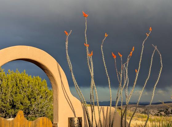 Bright red Ocotillo blooms on stalks which are not yet showing leaves. They are illuminated by the setting sun and contrasted against a dark cloudy sky. To the left of the Ocotillo is an arched gate in my patio wall, through which a large juniper tree is visible.