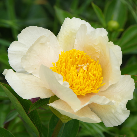 Cremefarbene einfache Blüte mit gelber Mitte.
