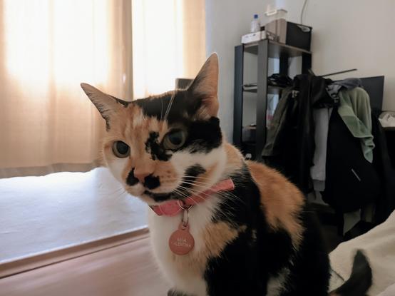 Mía Valentina, a calico cat wearing a pink collar, looks curiously at the camera while sitting on the bed, waking up her human. The room has light curtains, wooden flooring, and a chair with clothes in the background.