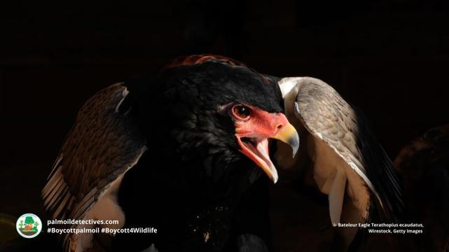 Bateleur Eagle Terathopius ecaudatus, Wirestock Getty Images