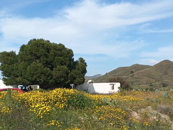 Fotografía de un campo cubierto de flores amarillas. En segundo plano, en la izquierda, un árbol grande redondo con una casita blanca a su derecha. En el fondo en la derecha, un monte.
