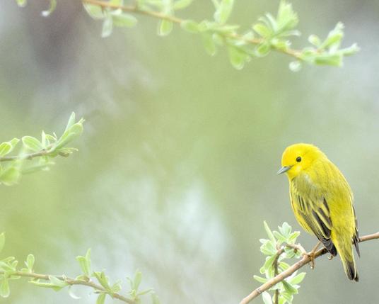 A yellow warbler perched on a branch surrounded by fresh spring leaves on the image periphery all against a soft green out of focus background.