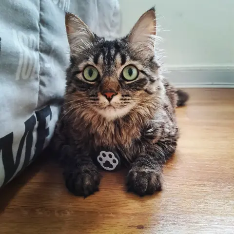 Mon superbe chat qui porte fièrement sa petite médaille
(Photo prise avant qu'elle fasse tout pour l'attraper et l'enlever)