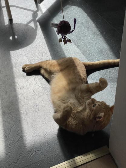 Gucci, der orangene Kater, liegt auf dem Fußboden. Um ein an einer Schnur hängendes Spielzeug zu fangen, hat er seinen Oberkörper zur Seite gedreht und seine Vorderpfoten bereits in die Luft gestreckt.
