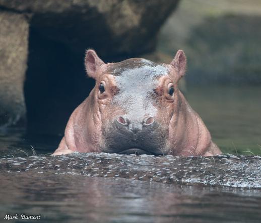 Azure Generated Description:
a cow in the water (39.59% confidence)
---------------
Azure Generated Tags:
animal (99.99% confidence)
mammal (99.98% confidence)
hippo (98.46% confidence)
outdoor (95.77% confidence)
snout (93.61% confidence)
hippopotamus (93.33% confidence)
water (92.71% confidence)
terrestrial animal (92.32% confidence)
wildlife (84.52% confidence)
river (66.64% confidence)
ground (61.28% confidence)