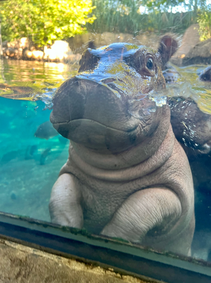Azure Generated Description:
a hippo in a pool (38.21% confidence)
---------------
Azure Generated Tags:
animal (93.71% confidence)
outdoor (89.83% confidence)
mammal (87.25% confidence)
aquarium (86.93% confidence)
marine mammal (85.84% confidence)
water (83.25% confidence)
elephant (60.95% confidence)
hippo (54.23% confidence)