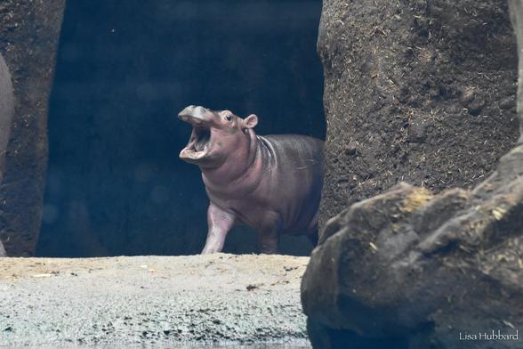 Azure Generated Description:
a small pig standing in a cave (29.24% confidence)
---------------
Azure Generated Tags:
animal (99.92% confidence)
mammal (99.75% confidence)
outdoor (95.44% confidence)
ground (93.85% confidence)
hippo (93.71% confidence)
snout (91.44% confidence)
hippopotamus (86.93% confidence)
rock (85.82% confidence)
zoo (71.44% confidence)