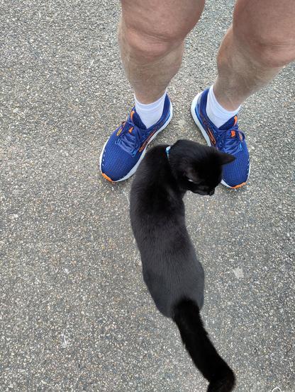 Black cat I met on the way home.