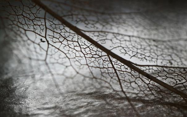 Image shows a skeleton leaf, striped down to the veins shot on a silvery break l background in black and white (arty)