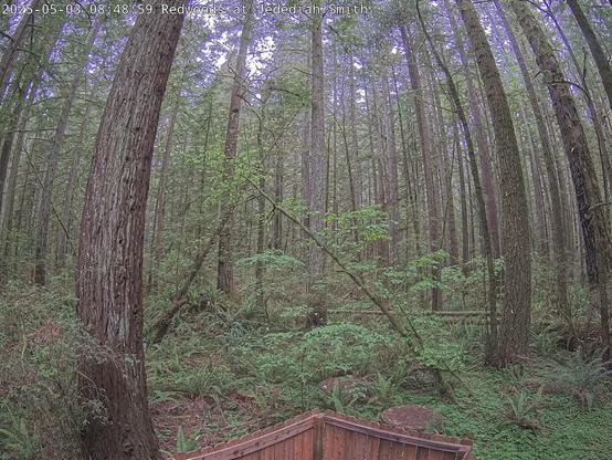 A view into a dense forest. This is the new National Park Service web camera site in Jedediah Smith Redwoods State Park. The image has trees from edge to edge and from top to bottom. The bend in the tree trunks is an effect of the lens used to gather these images. Trees include redwood, tanoak, madrone, and others. On the forest floor are ferns and sorrel. A bit of sky is visible along the upper edge.