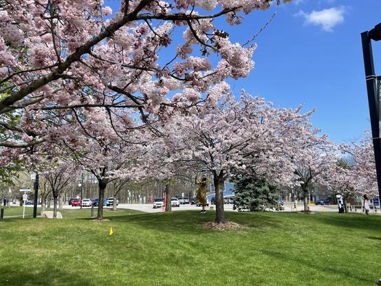 Delicate pink blossoms adorn a stand of cherry trees located in the Scarborough campus of the University of Toronto, a great and diverse institution.