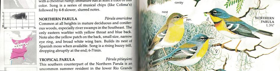 Northern Parula in Bird Book