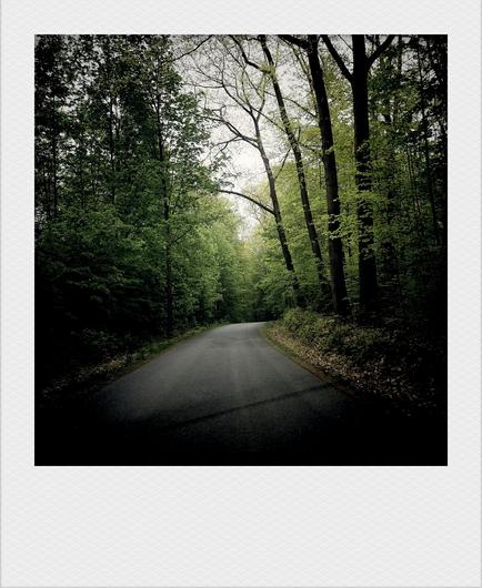 Grüne Bäume an grauer Straße. Trübes Licht.