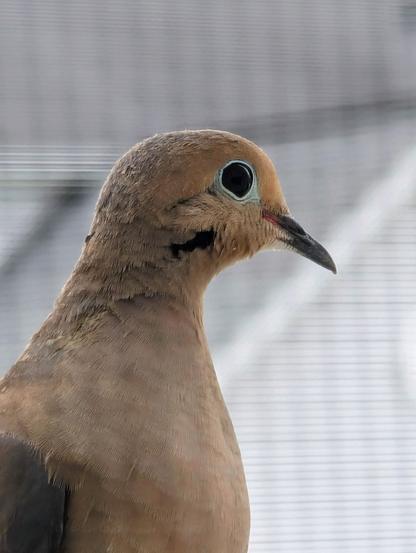 Close up portrait of a mourning dove