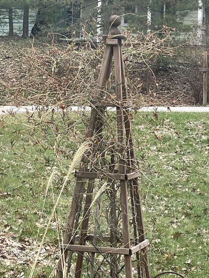 Vine on a trellis, overgrown.