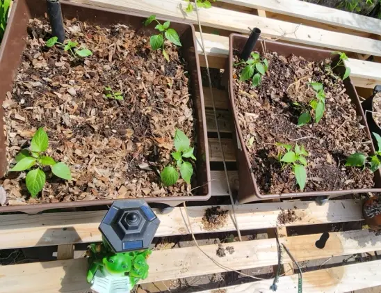 Two 2 foot by 2 foot brown planters sit on a white wood slat bench. There are 5 small green jalapeno plants on each one, with 1 in each corner and one in the center. They are all slightly wilted from being replanted.