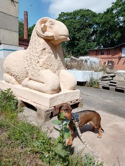 Dackel Effie posiert vor einer 1:1 Replik einer Schafstatue, die im Original in der Königsstadt Naga im Sudan stehen. Effies Wange wird leicht von einer Sonnenblume verdeckt.
Die Schafstatue kniet und hat angedeutete Locken. Vorne an der Brust fehlen noch ein paar Locken. Die Statue ist rötlich-gelb gefärbt, ganz so wie der Sandstein im Sudan. Dabei besteht sie hier nur aus Beton.
Hinter der Statue sind diverse Paletten mit weiteren Steinen, Platten und Mamorblöcken.