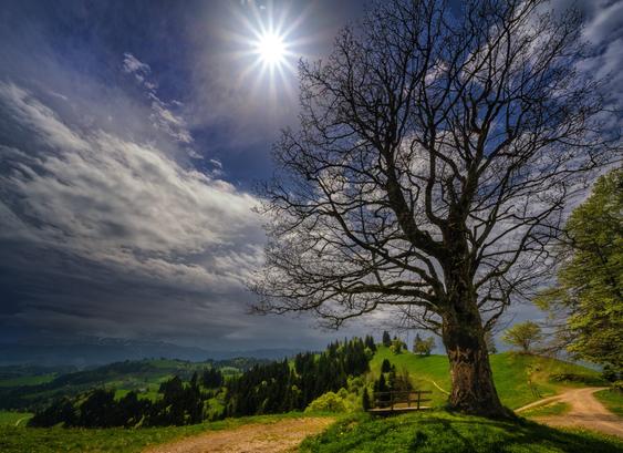 Gegenlichtaufnahme einer Landschaft mit einem Baum, einer Bank und verschiedenen Wegen. Der Vordergrund ist sonnenbeschienen, hinten ist Regenwetter auszumachen.