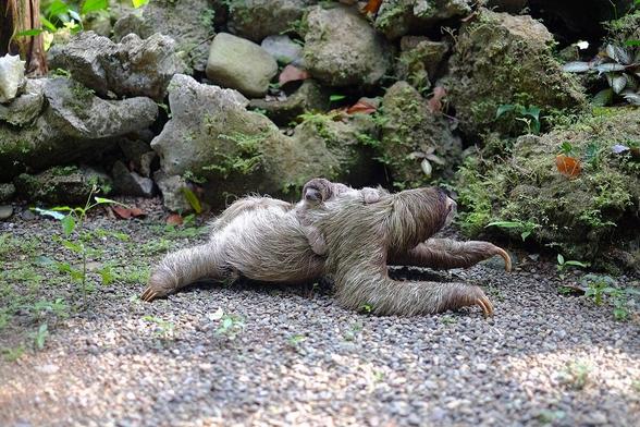 Three-toes sloth with baby sloth on its back crouches over the ground