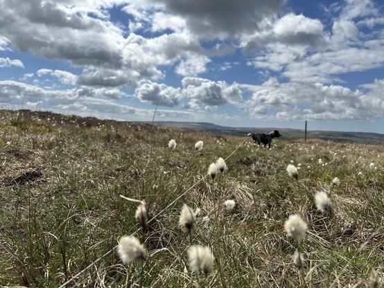 Cotton grass on a grassy plateau high on moorland beneath a blue sky with fluffy cloud, a cocker spaniel on the grass along the plateau