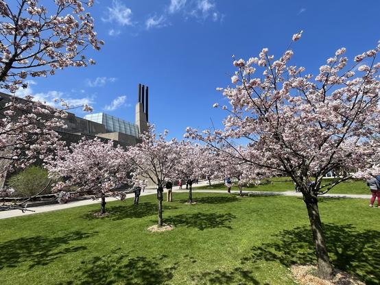 Blossoming Cherry Trees, Scarborough Campus, University of Toronto, May 2/25