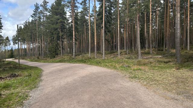 Leveä hiekkapohjainen keväinen hiihtoreitin pohja halkoo mäntyvoittoista  harvennettua talousmetsää.