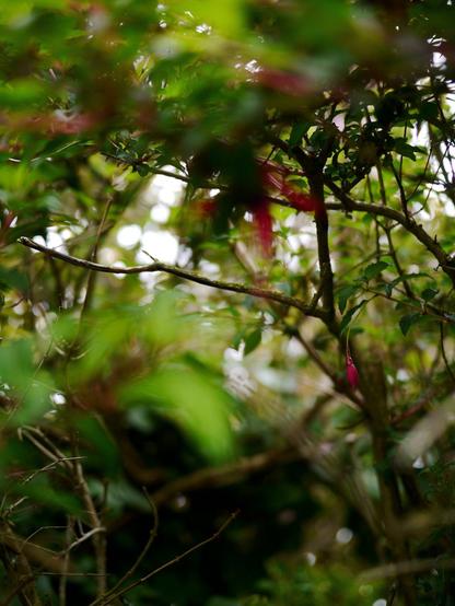 Mostly a mess of blurred green leaves, thin branches and patches of sunlight, with a single fuchsia bud in the lower right hand corner