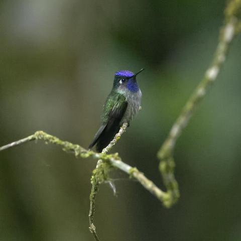 A big mad hummingbird sits in a the rain on a lichen-covered branch. His cap and throat are flashing a brilliant violet color. There is a large white beauty mark behind his eye.  This is the male Violet-headed Hummingbird. Canopy Lodge, Panama. Photo by Peachfront.