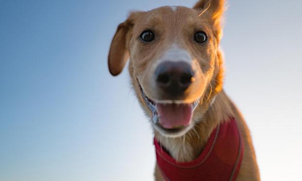Una imagen de archivo de un perro mirando a cámara (Getty Images)