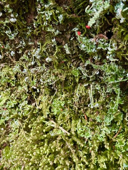 A close up of various moss and lichens growing on an old stump. They are thick, plush, and frilly, with different shapes and textures. A couple of tiny red buds grow on the tips of some tendrils.
