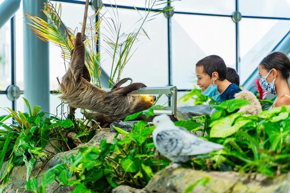 There is a two-toed sloth hangging from a small branch. In front of it are a few children, with masks on, that are exitetly looking at the sloth. In the foregrond is a stone with plants and a bird sitting there. the pictunre is taken in a zoo, to see on the many windows in the back.
