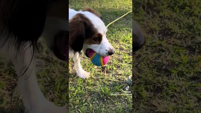 ボール大好き💕#kooikerhondje #コーイケルホンディエ #デコピン #大谷翔平