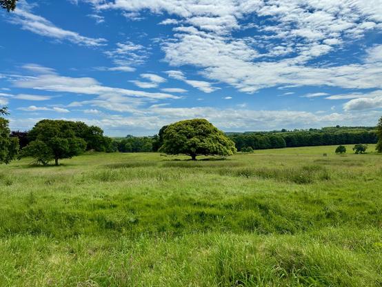 This is a beautiful photograph of a wide, open grassy field under a vibrant blue sky scattered with white, fluffy clouds. The grass is lush and green, suggesting it’s spring or early summer. Several trees are spread across the field, but the most striking is the large, broad-canopied tree right at the center, standing almost alone and full of dense, green leaves. In the background, there’s a line of thicker woodland stretching across the horizon.

The scene feels very peaceful, fresh, and expansive — classic English countryside vibes. It shows off Wallington’s estate grounds, known for their parkland and natural beauty.