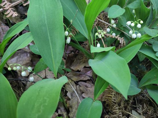 du muguet (feuilles et fleurs) poussant sur un sol forestier avec fougères et feuilles sèches. on voit 5 tiges portant des fleurs épanouies, en clochettes.