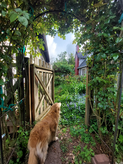 A Golden Retriever looks out of an open wooden gate framed by an arching rose arbor covered with spring green foliage and buds. Beyond is a very green garden with a kiwi vine on a large steel trellis at the back, and blooming bluebells, ajuga, and forget-me-nots in the middle ground. Roses, daylilies, and irises with buds are in the middle ground.