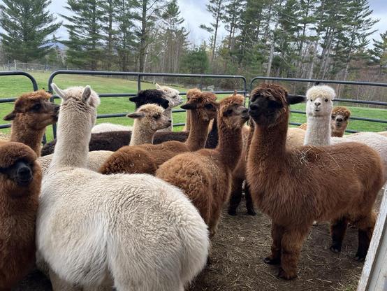 Fluffy Alpacas