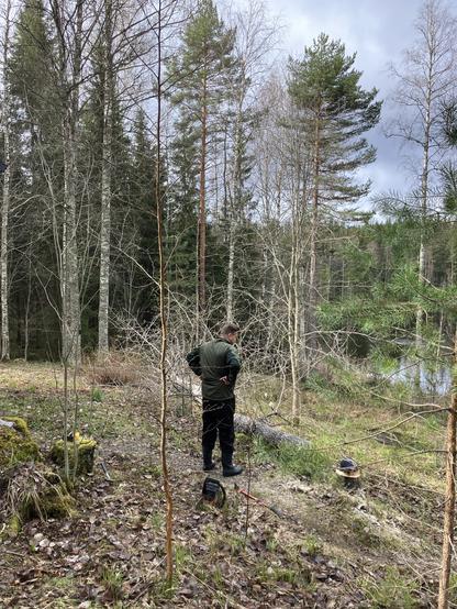A large aspen lies freshly felled on the ground, neatly placed between other, younger trees and bushes. The wielder of the chainsaw stands next to the tree with his back to the camera and his fists on his hips.