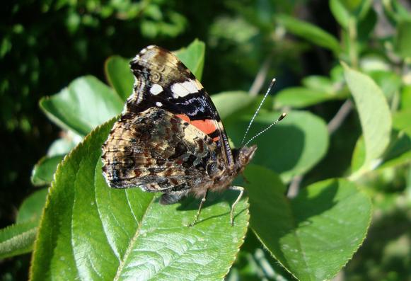 Papillon Vulcain
