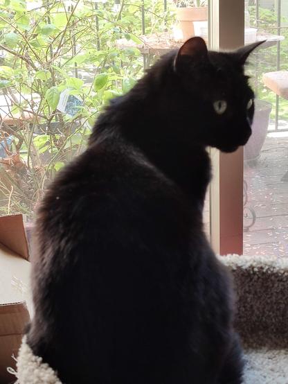 Laurel, the black kitty, is sitting on a cat tree in front of a deck garden. She has turned to look towards the camera.