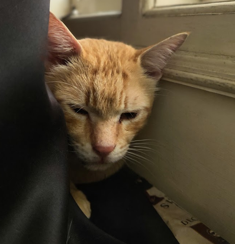 a ginger? tabby? cat's head emerges from the folds of a blackout curtain