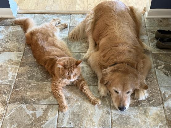 A Golden Retriever and Maine Coon Cat stretched out on a ile floor on a warm. day.
