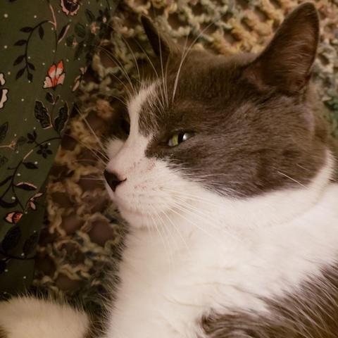 Close up of a grey and white tuxedo cat lying sleepily next to his human. The white eyebrow whiskers above his partly lidded green eyes are clear and prominent.