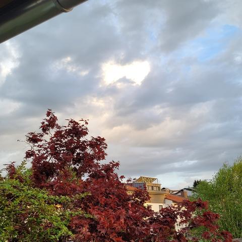 Blick auf Büsche, roter Ahorn und Hausdächer. Darüber graue Wolken mit heller Lücke