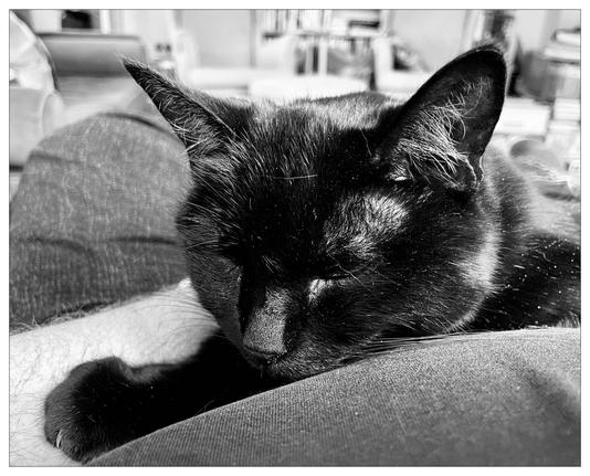 Black and white image featuring a sleeping black cat resting its head on a person's abdomen. The person is wearing dark-colored jeans. There's a soft-focus background that appears to include a room with a couch and a bookshelf. The image captures a cozy and peaceful moment.