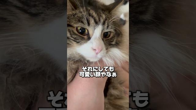 ドアップでも美少年なメインクーン#猫 #メインクーン #癒し