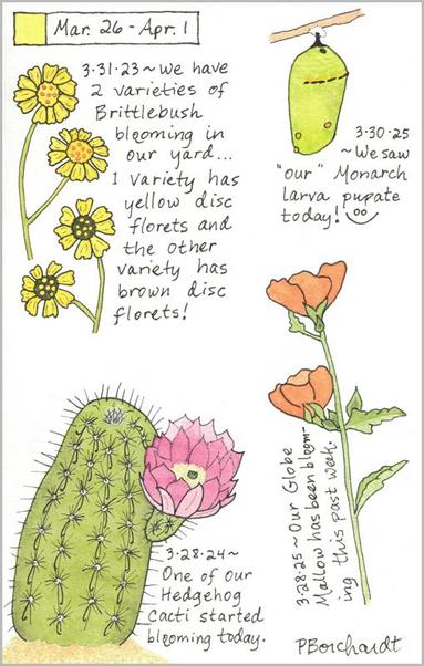 My 2025 Perpetual Journal watercolor and pen art of a Monarch Butterfly pupa (chrysalis) and Globe Mallow in bloom; my 2024 Perpetual Journal watercolor and pen art of a Hedgehog Cactus in bloom; & my 2023 Perpetual Journal watercolor and pen art of 2 varieties of Brittlebush in bloom (one with yellow disc florets & the other with brown disc florets), all in Tucson, AZ.